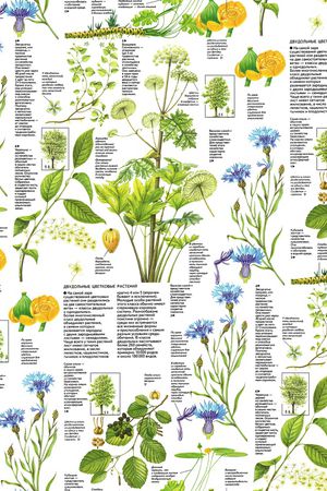 鹦鹉印花华亿平台图片