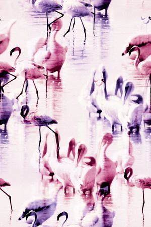 鸟印花华亿平台图片