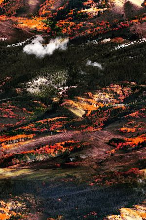 男装满版花印花华亿平台图片
