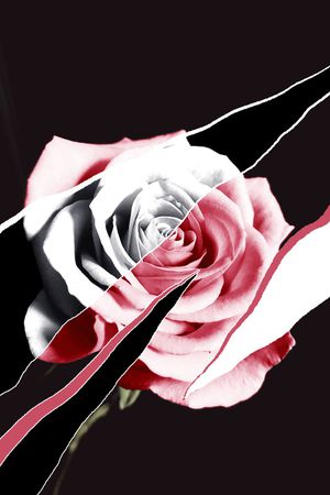 ALEXANDER McQueen印花华亿平台图片