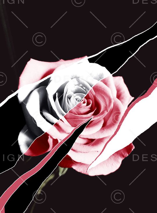 ALEXANDER McQueen印花华亿平台图片