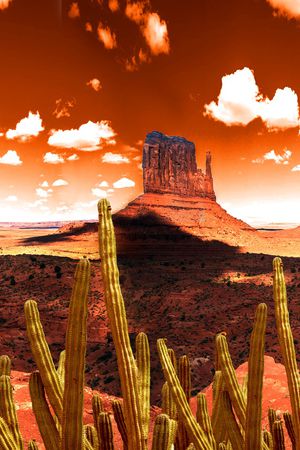 仙人掌印花华亿平台图片