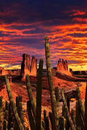 仙人掌印花华亿平台图片