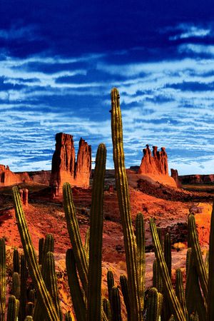 仙人掌印花华亿平台图片