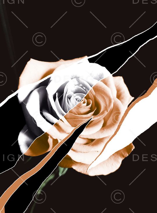 ALEXANDER McQueen印花华亿平台图片