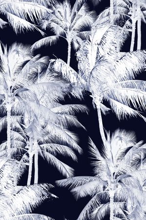 椰子树印花华亿平台图片