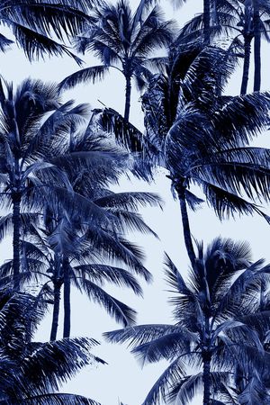 椰子树印花华亿平台图片