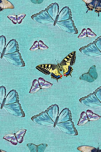 1423162-牛仔蝴蝶