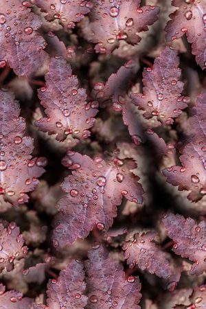 连衣裙印花华亿平台图片