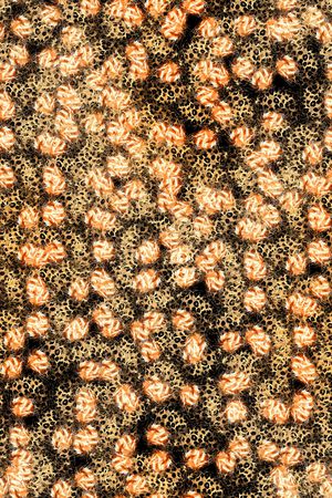 豹纹印花华亿平台图片