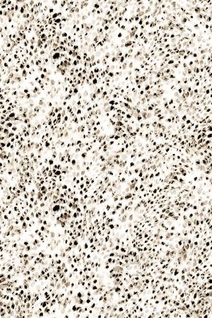 豹纹印花华亿平台图片