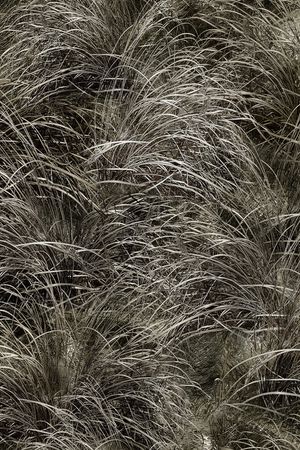 水草印花华亿平台图片