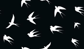 1450739-女装-衬衣-燕子-黑底