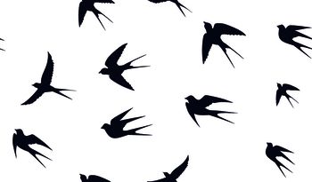 1450743-女装-衬衣-燕子-白底