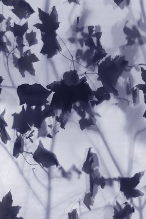 DIOR印花华亿平台图片