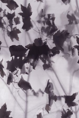 DIOR印花华亿平台图片