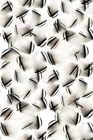 黑白华亿平台印花华亿平台图片