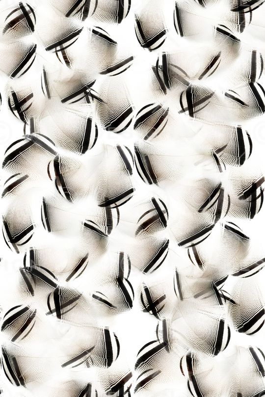 黑白华亿平台印花华亿平台图片