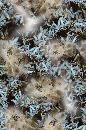 定位花印花华亿平台图片