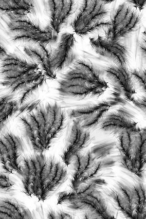 羽毛印花华亿平台图片