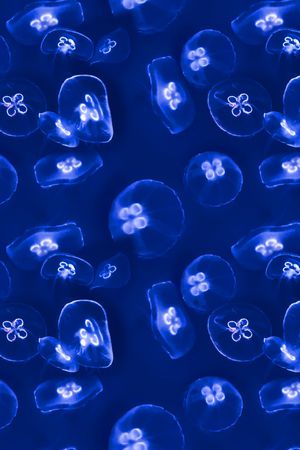 海洋印花华亿平台图片