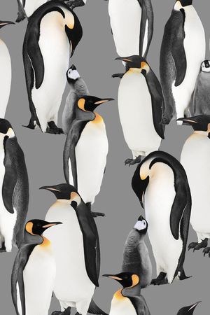 企鹅印花华亿平台图片