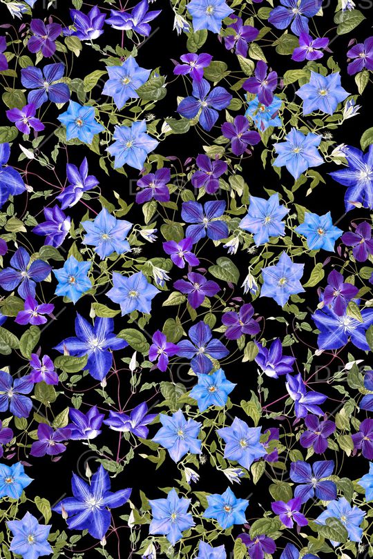 黑底花卉印花华亿平台图片