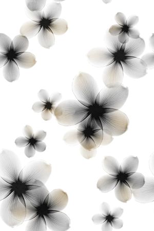 清爽底花卉印花华亿平台图片