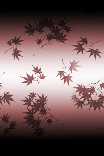 1466591-2021-12-03渐变枫树叶-