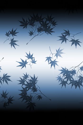 1466592-2021-12-03渐变枫树叶