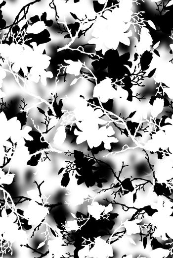 1466927-2021-12-06玉兰