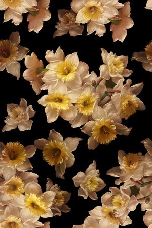 黑底花卉印花华亿平台图片