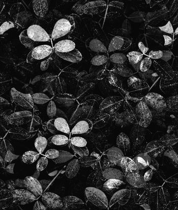 黑底花卉印花华亿平台图片