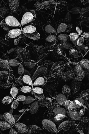 黑底花卉印花华亿平台图片