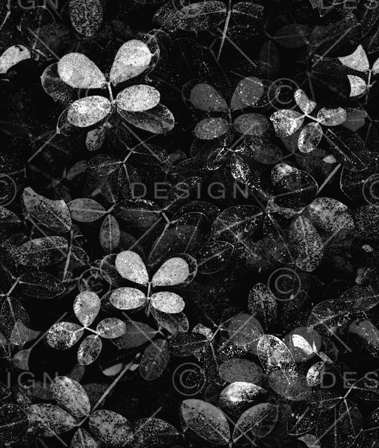 黑底花卉印花华亿平台图片