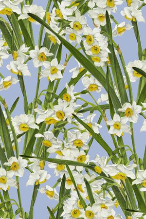 向日葵印花华亿平台图片