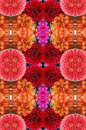 凤尾花印花华亿平台图片