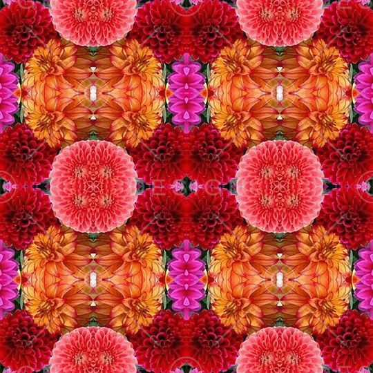 凤尾花印花华亿平台图片