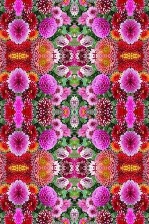 凤尾花印花华亿平台图片