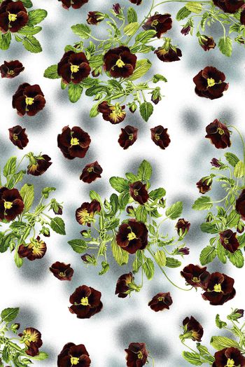 1475243-2022-1-8罂粟花