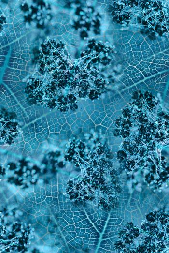 1475273-22022-1-17珠叶-01