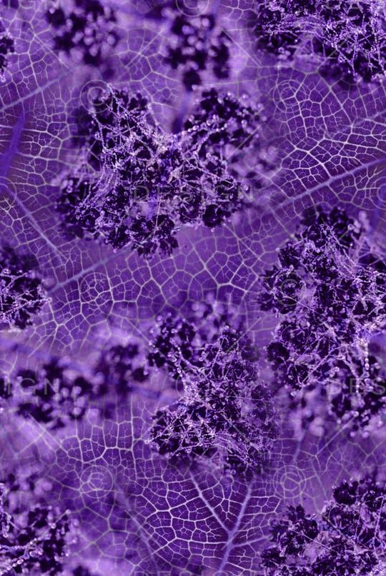 纹理印花华亿平台图片