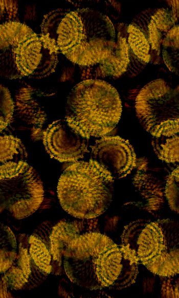 烂花华亿平台印花华亿平台图片