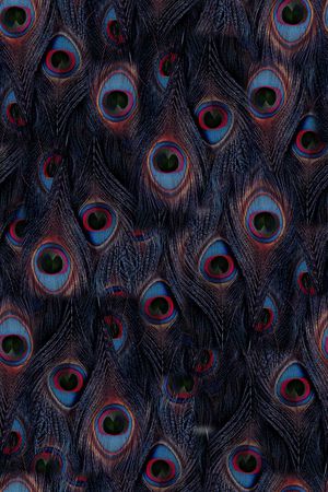 羽毛印花华亿平台图片