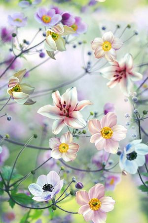 女装印花华亿平台图片