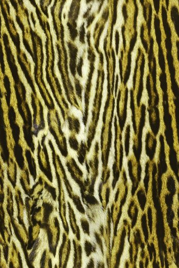 1481536-动物纹08c