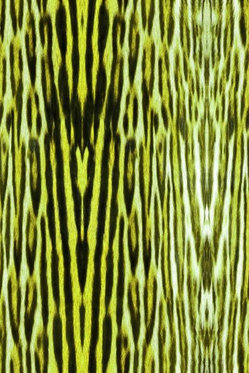 1481751-动物纹09c