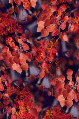 手绘花卉印花华亿平台图片