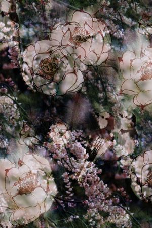 荷花印花华亿平台图片