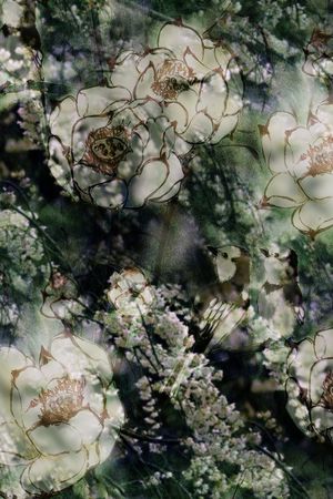 荷花印花华亿平台图片